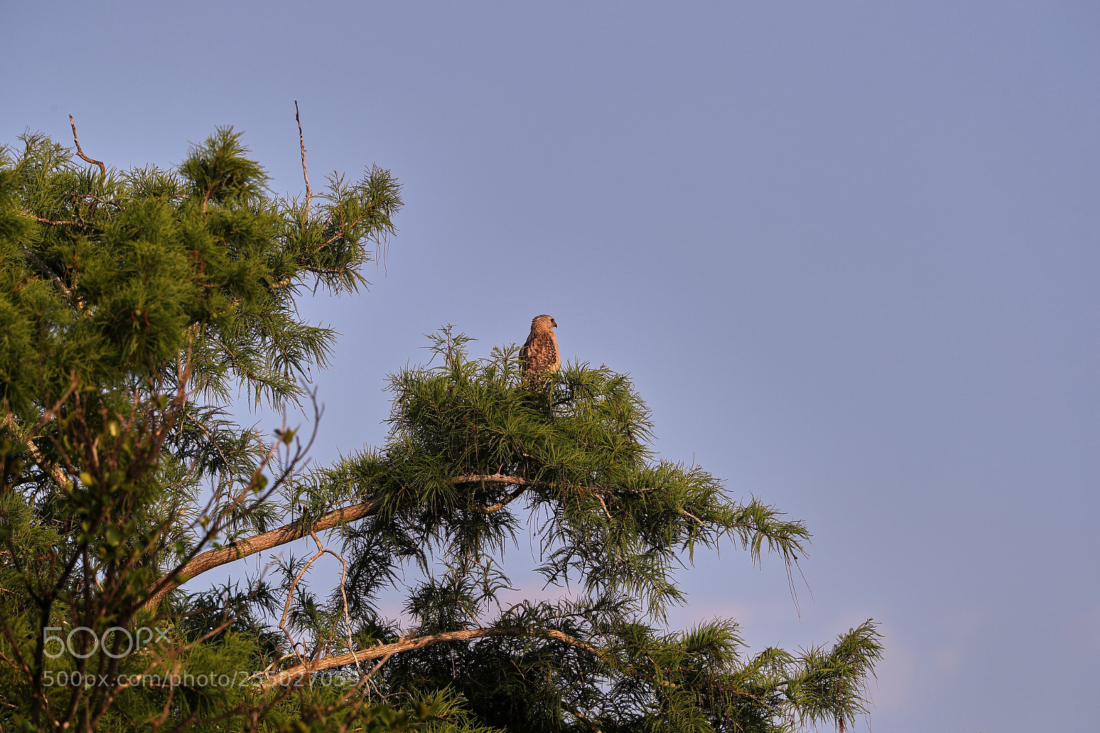 Canon EOS-1D X Mark II sample photo. 04-24-18-0014493.jpg photography