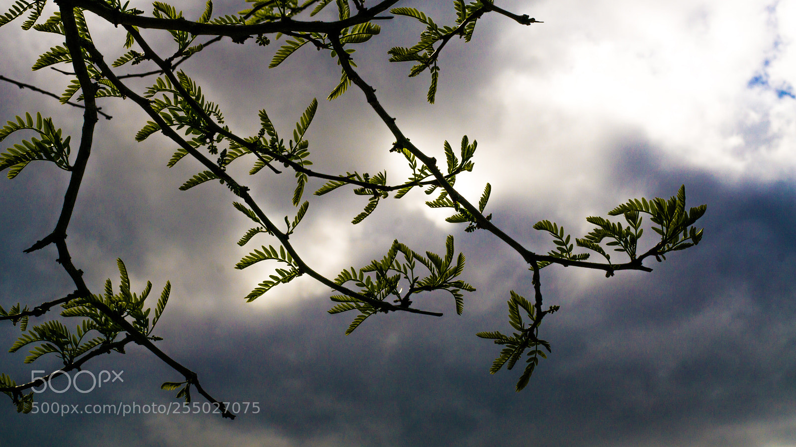 Sony a6000 sample photo. 11.jpg photography