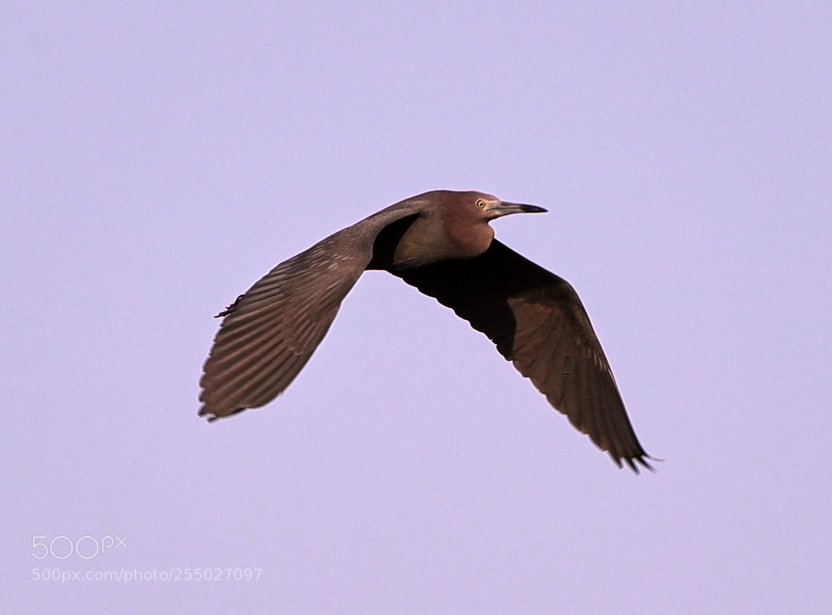 Canon EOS-1D X Mark II sample photo. 04-24-18-0014503.jpg photography