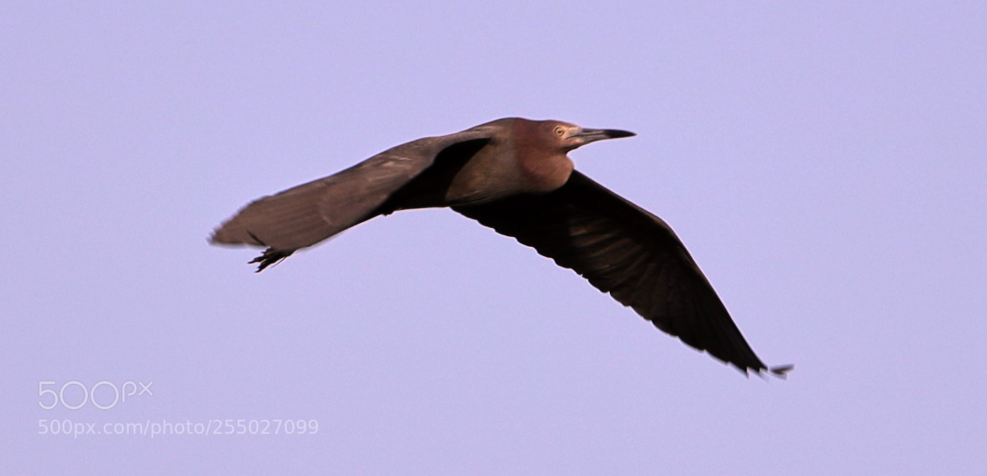Canon EOS-1D X Mark II sample photo. 04-24-18-0014502.jpg photography