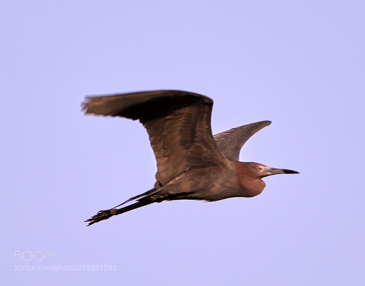 Canon EOS-1D X Mark II sample photo. 04-24-18-0014501.jpg photography