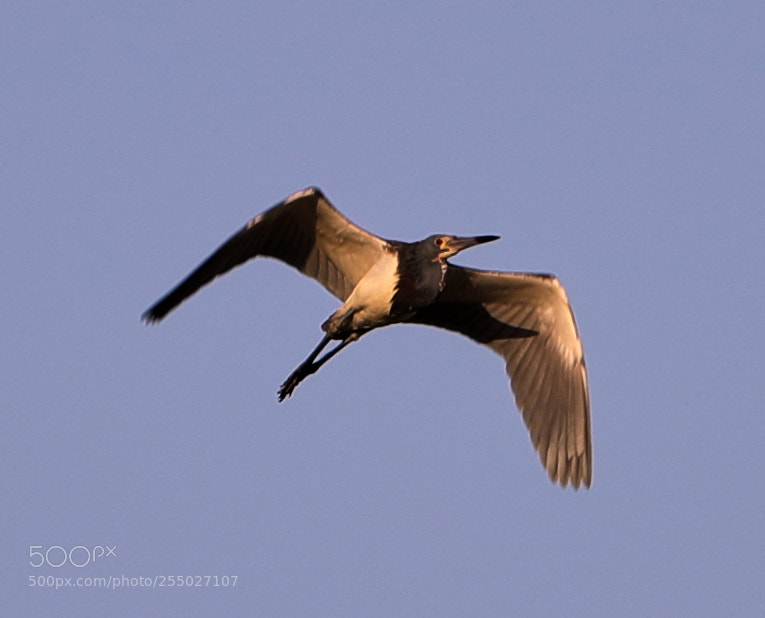 Canon EOS-1D X Mark II sample photo. 04-24-18-0014497.jpg photography