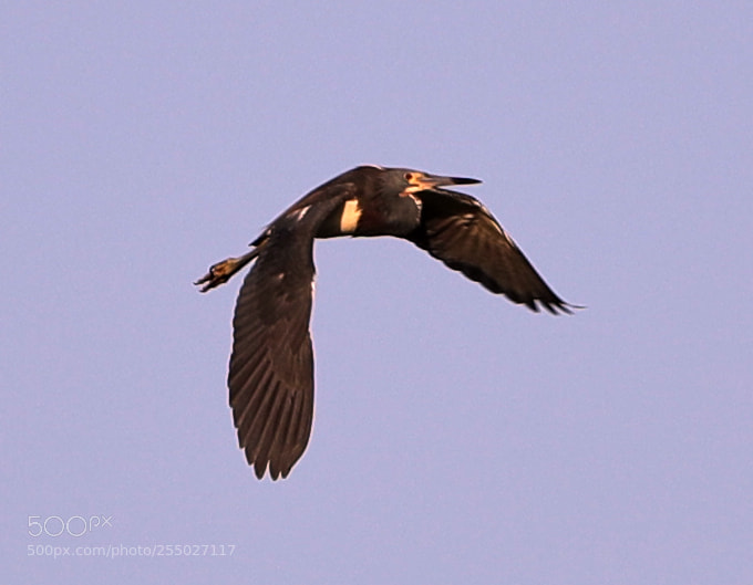 Canon EOS-1D X Mark II sample photo. 04-24-18-0014498.jpg photography