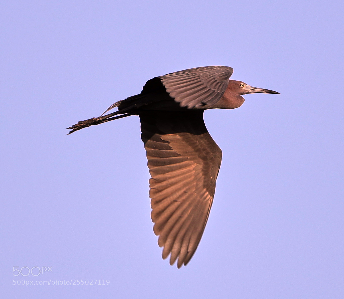 Canon EOS-1D X Mark II sample photo. 04-24-18-0014500.jpg photography