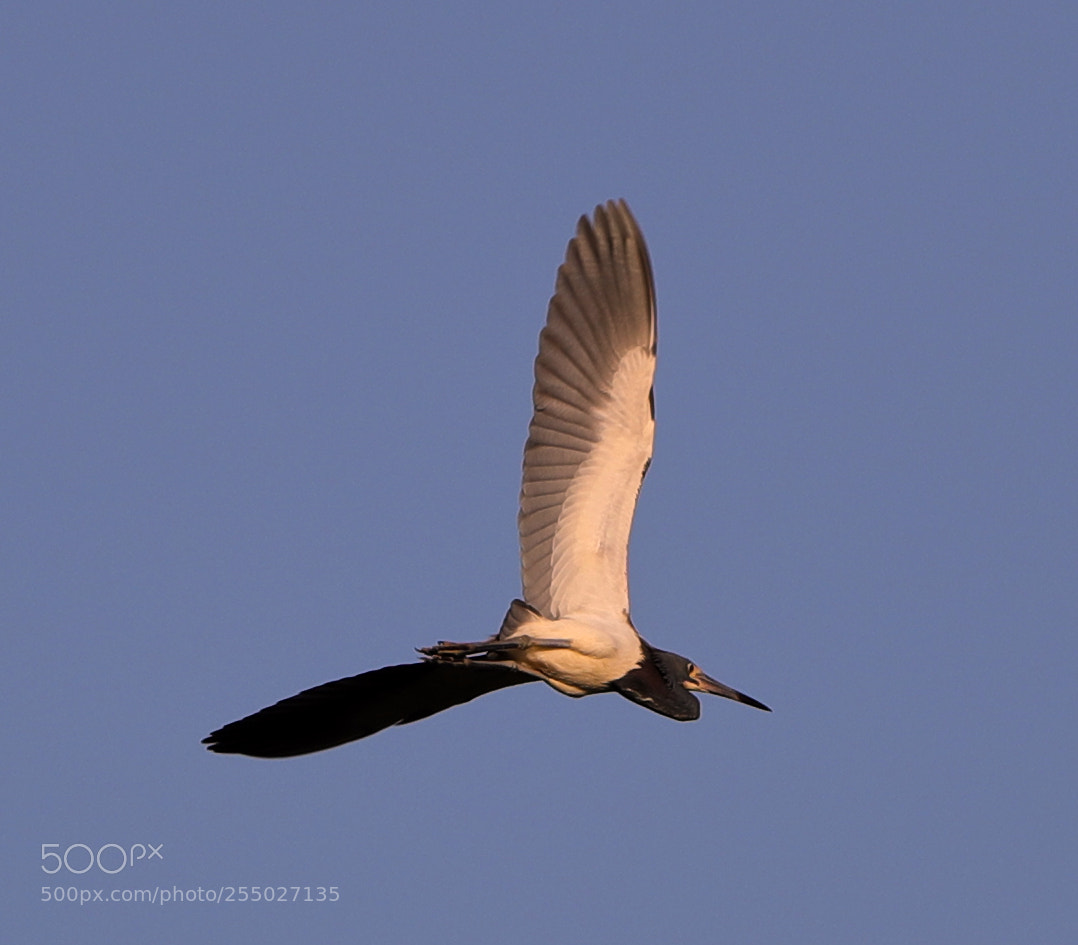 Canon EOS-1D X Mark II sample photo. 04-24-18-0014494.jpg photography