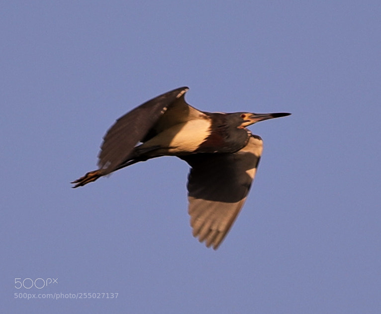 Canon EOS-1D X Mark II sample photo. 04-24-18-0014496.jpg photography