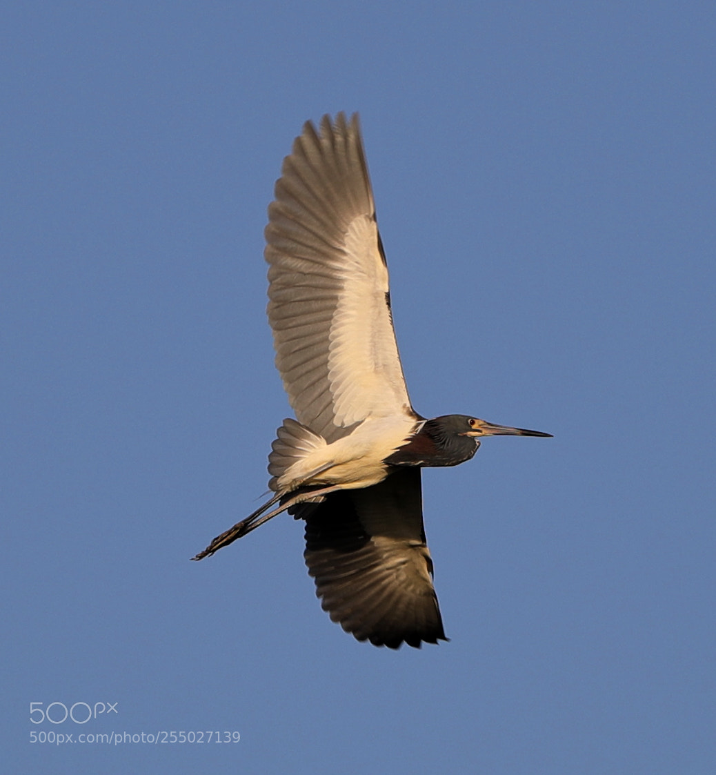 Canon EOS-1D X Mark II sample photo. 04-24-18-0014495.jpg photography
