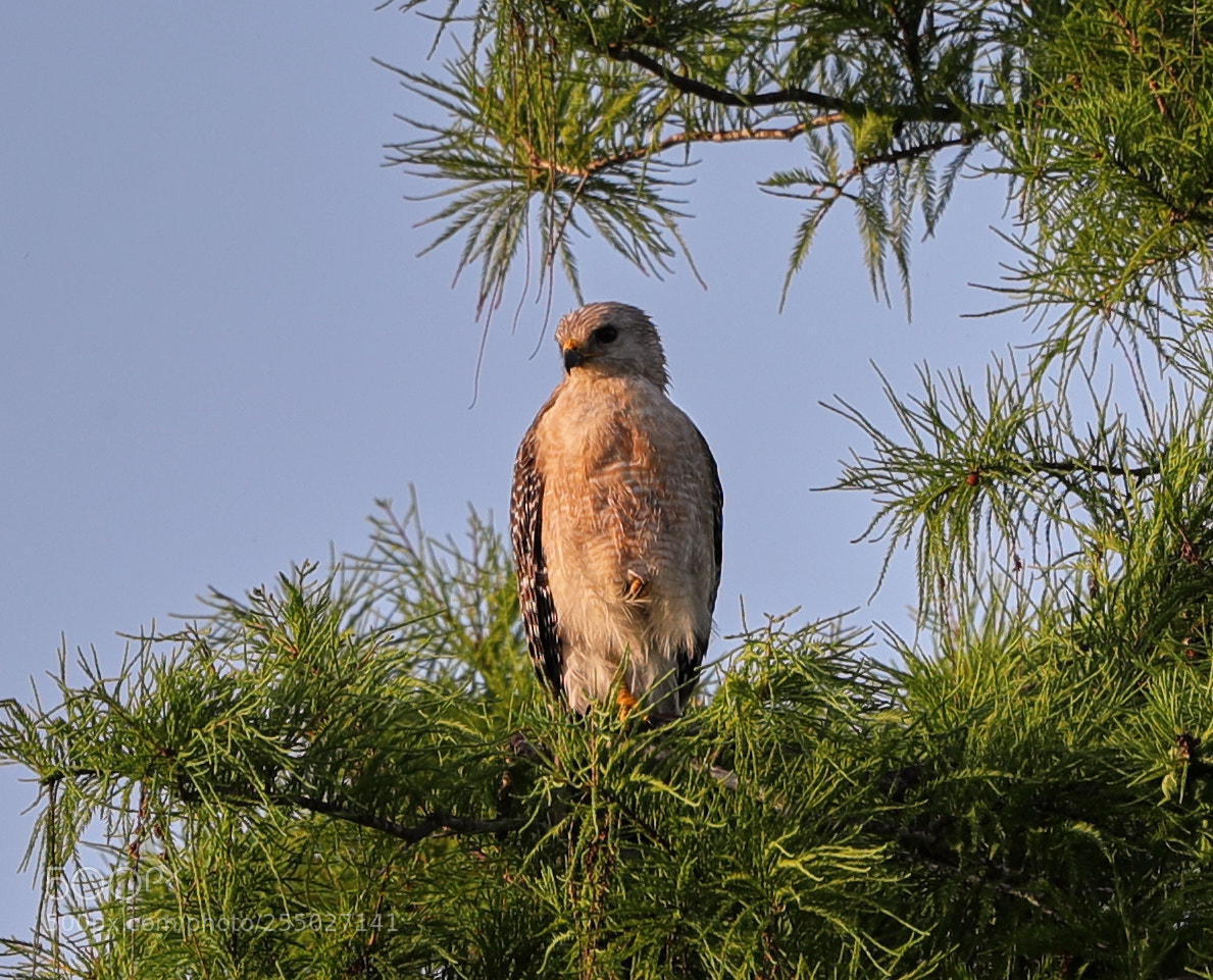 Canon EOS-1D X Mark II sample photo. 04-24-18-0014517.jpg photography