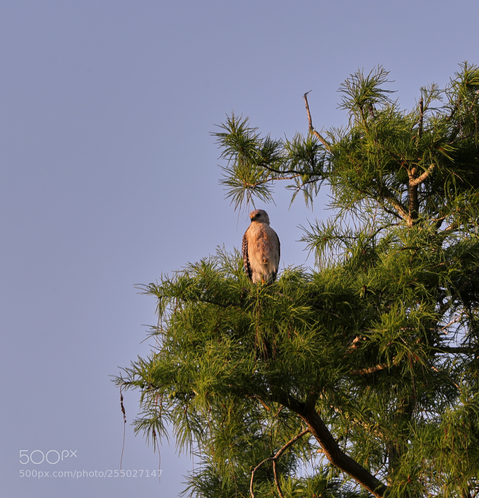 Canon EOS-1D X Mark II sample photo. 04-24-18-0014516.jpg photography