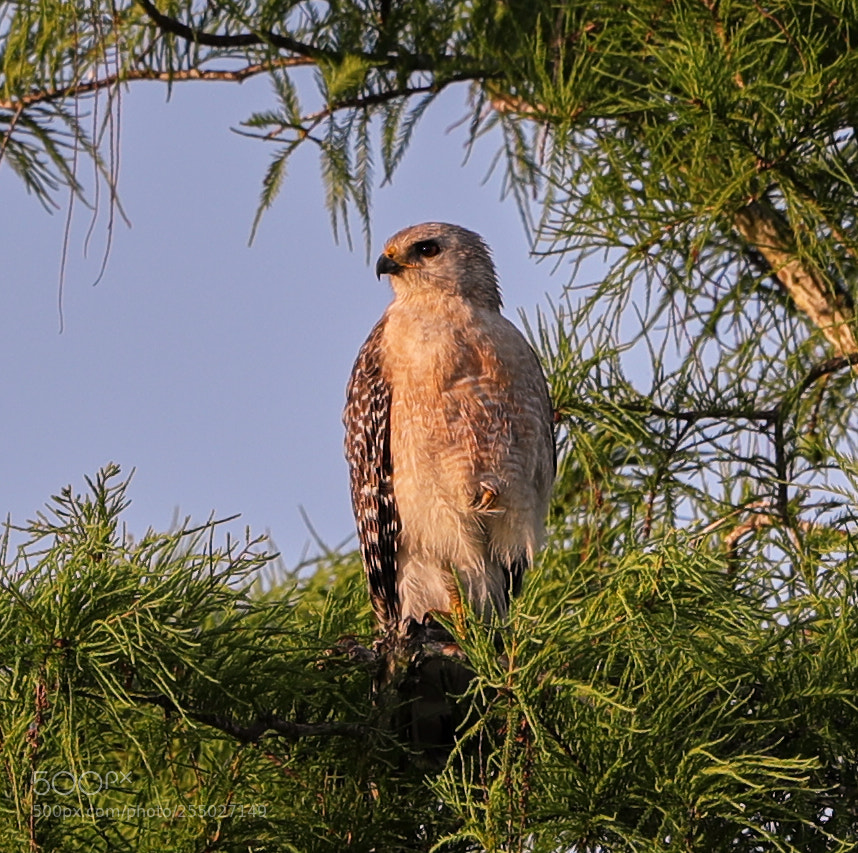Canon EOS-1D X Mark II sample photo. 04-24-18-0014515.jpg photography