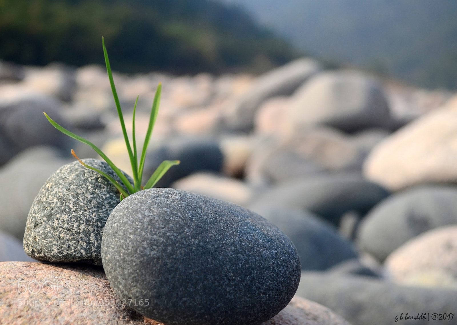 Nikon D3100 sample photo. Survival photography