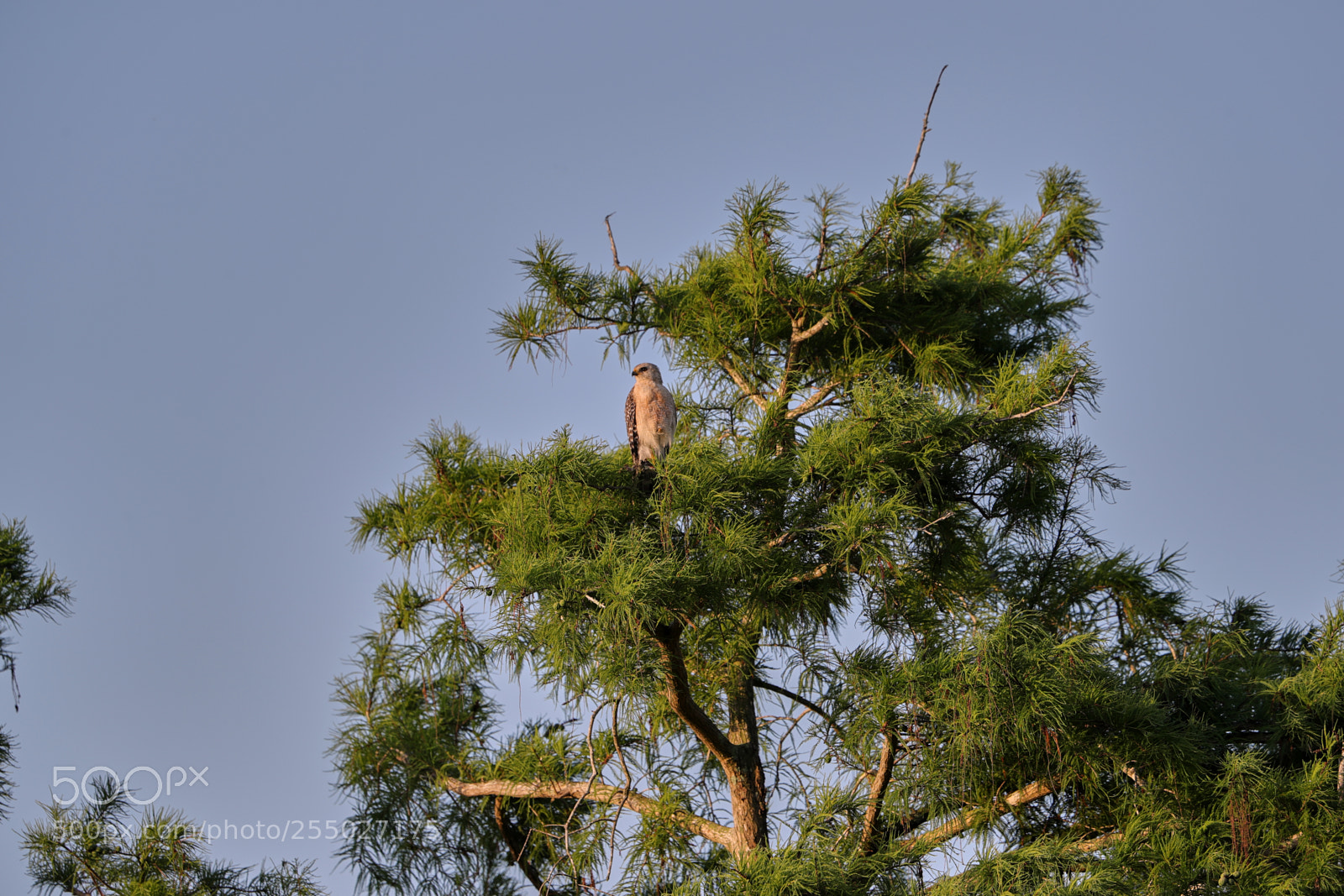 Canon EOS-1D X Mark II sample photo. 04-24-18-0014514.jpg photography