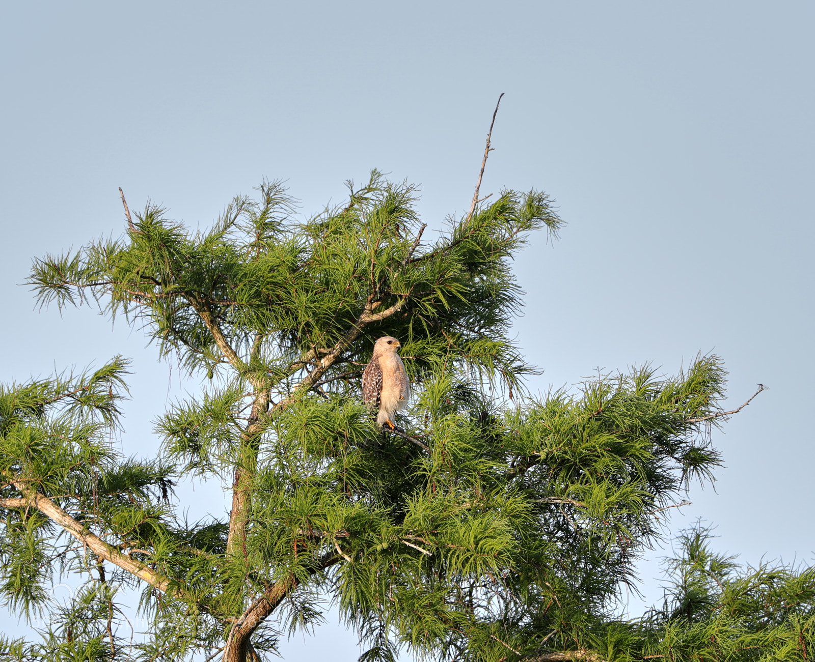 Canon EOS-1D X Mark II sample photo. 04-24-18-0014512.jpg photography