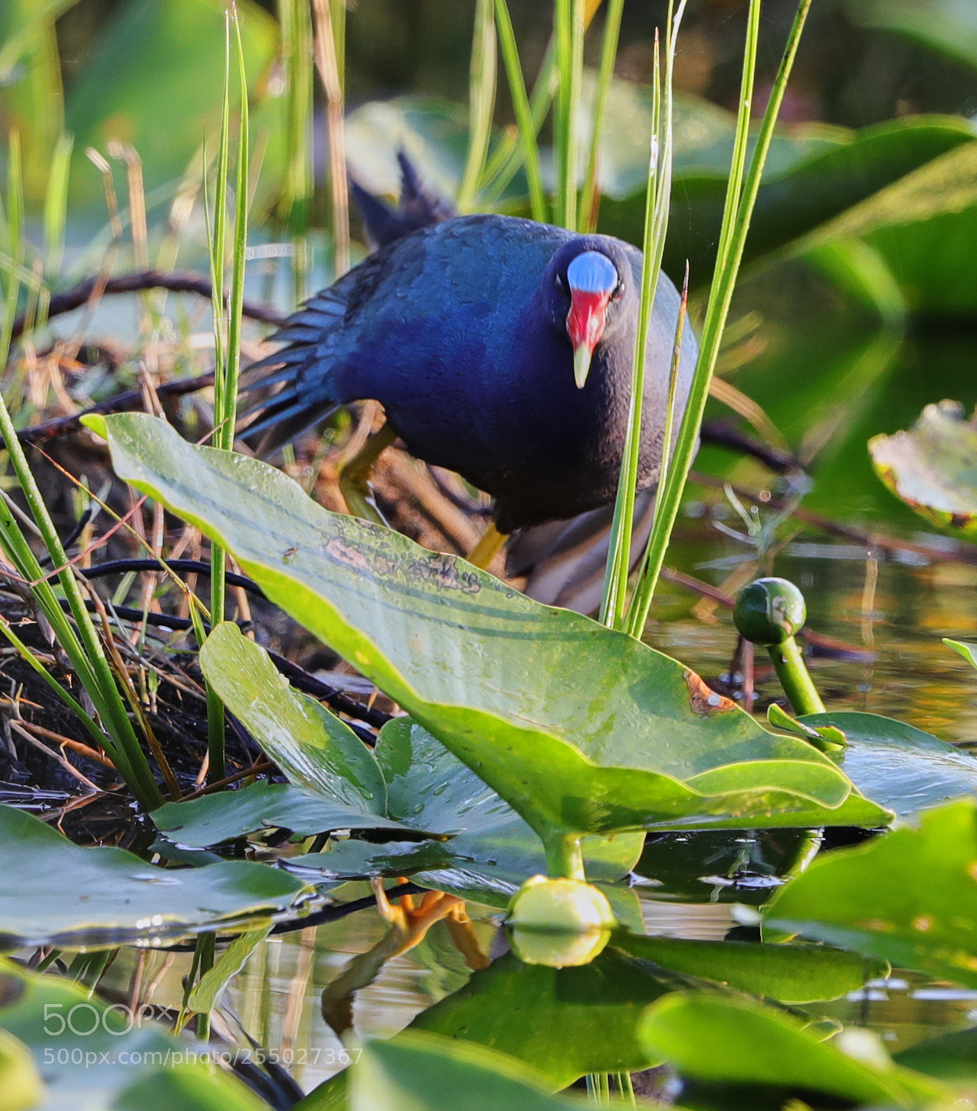 Canon EOS-1D X Mark II sample photo. 04-24-18-0014526.jpg photography