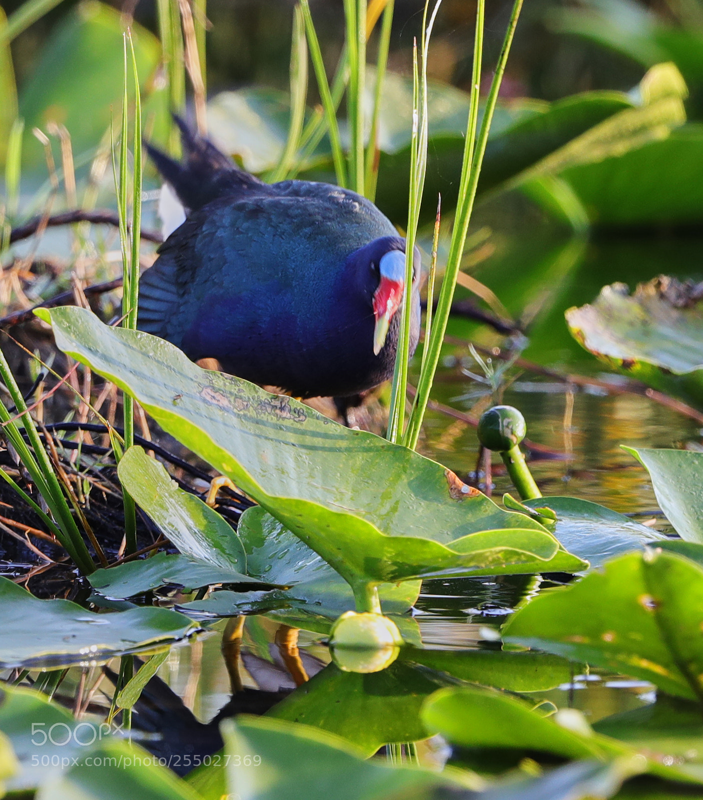 Canon EOS-1D X Mark II sample photo. 04-24-18-0014524.jpg photography