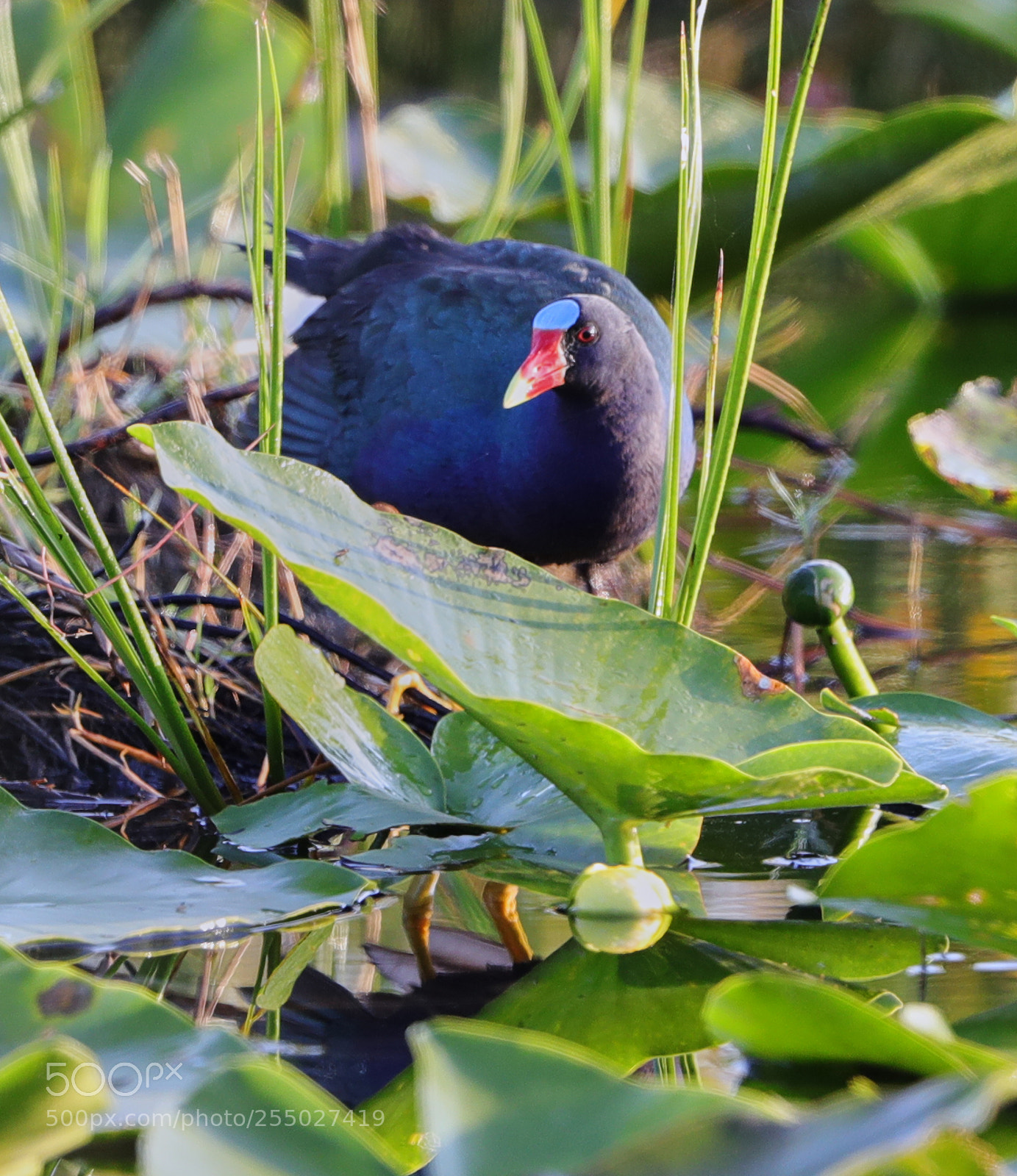 Canon EOS-1D X Mark II sample photo. 04-24-18-0014523.jpg photography
