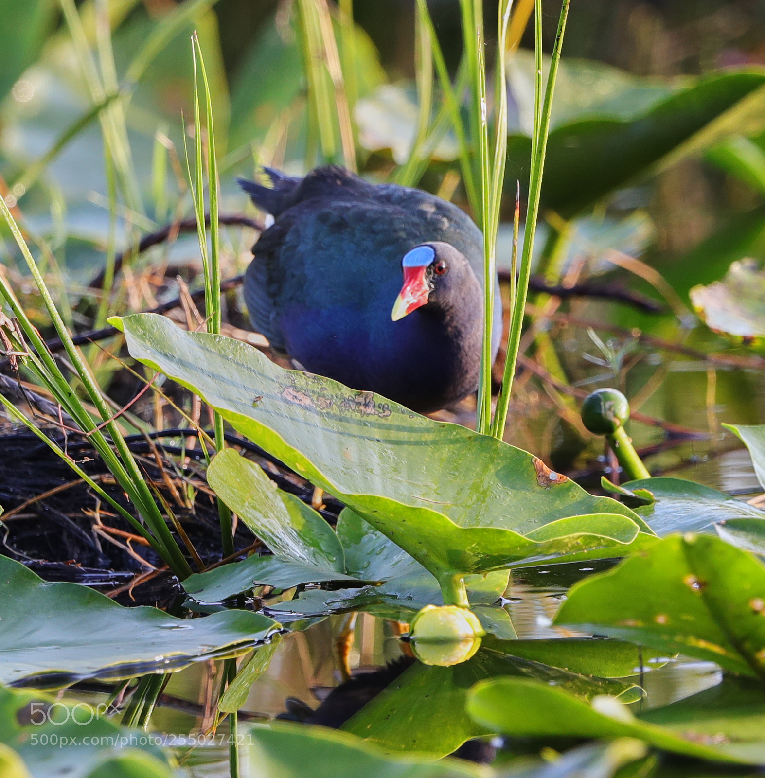 Canon EOS-1D X Mark II sample photo. 04-24-18-0014519.jpg photography