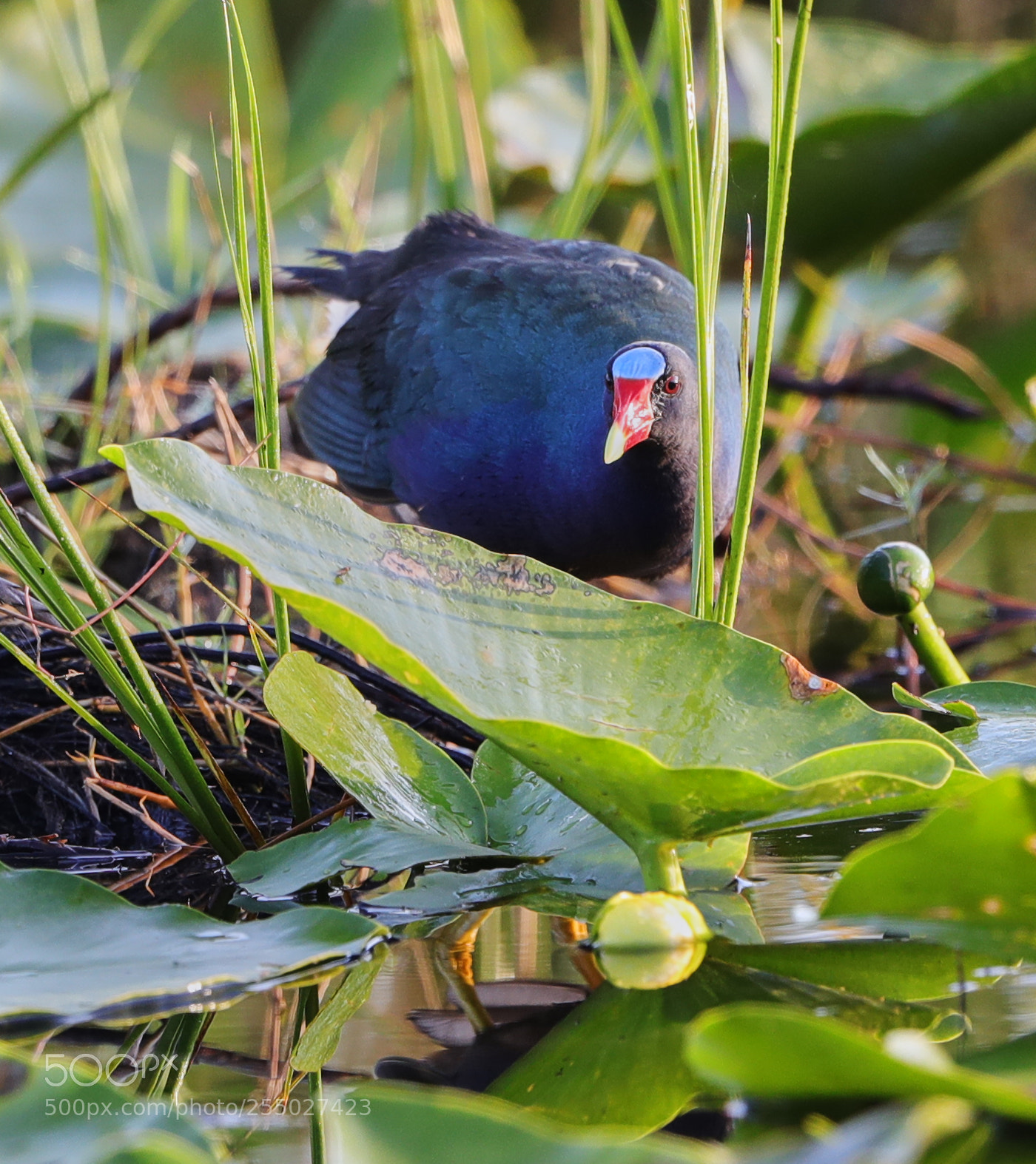 Canon EOS-1D X Mark II sample photo. 04-24-18-0014518.jpg photography