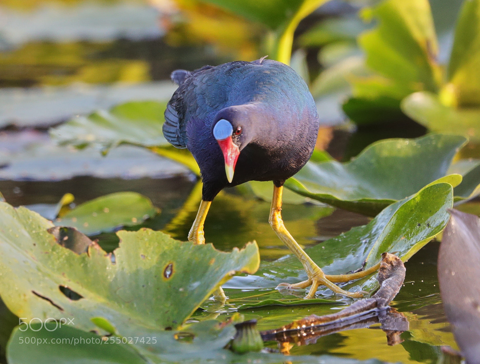 Canon EOS-1D X Mark II sample photo. 04-24-18-0014555.jpg photography
