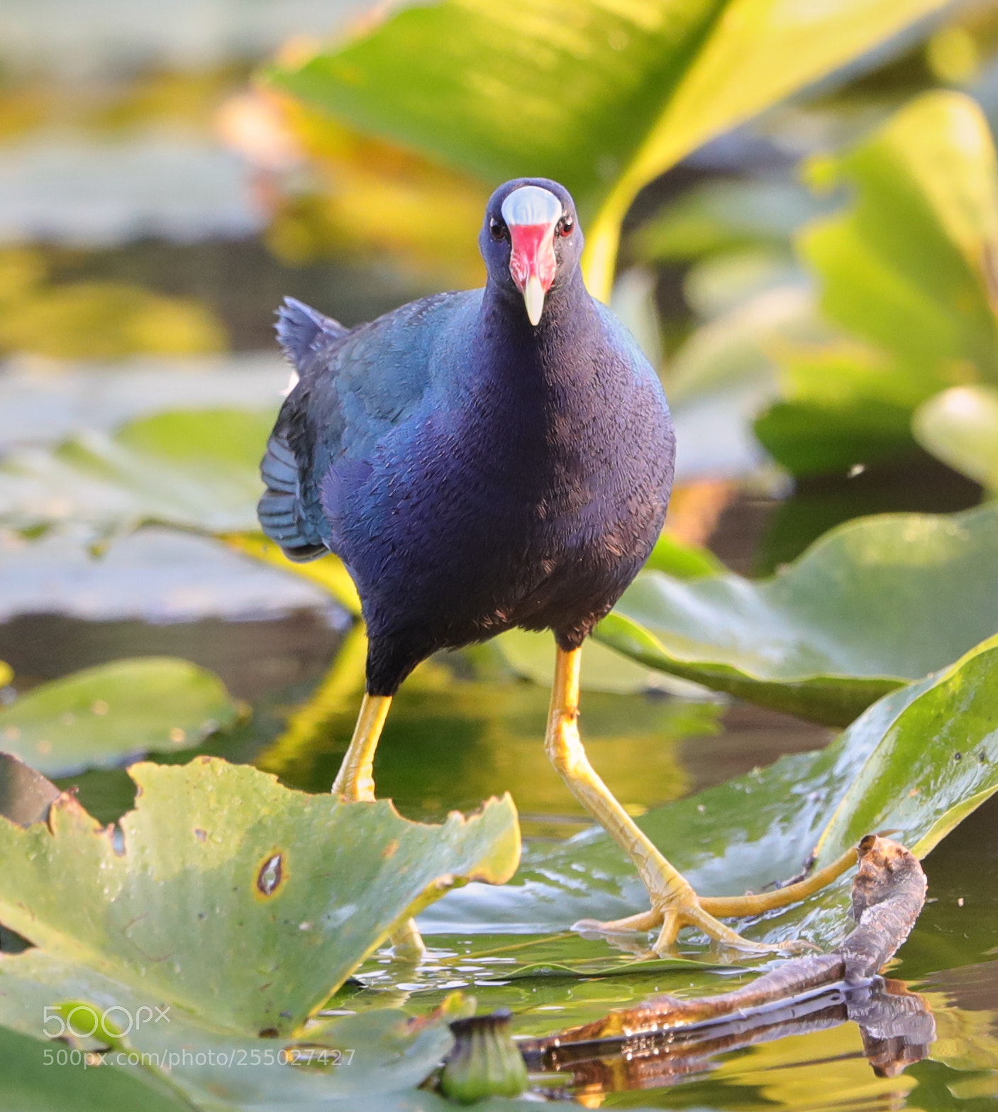 Canon EOS-1D X Mark II sample photo. 04-24-18-0014554.jpg photography