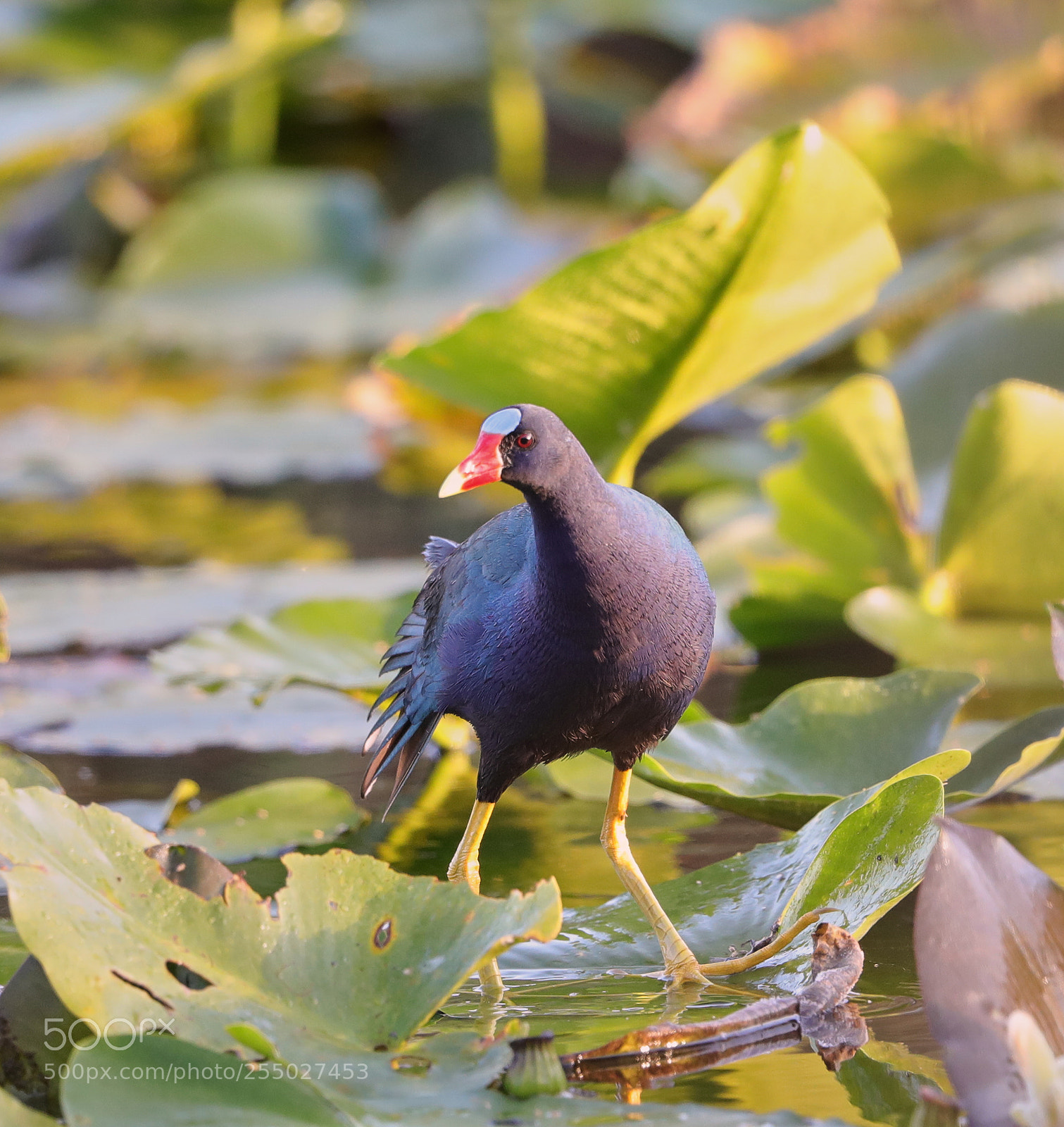 Canon EOS-1D X Mark II sample photo. 04-24-18-0014553.jpg photography