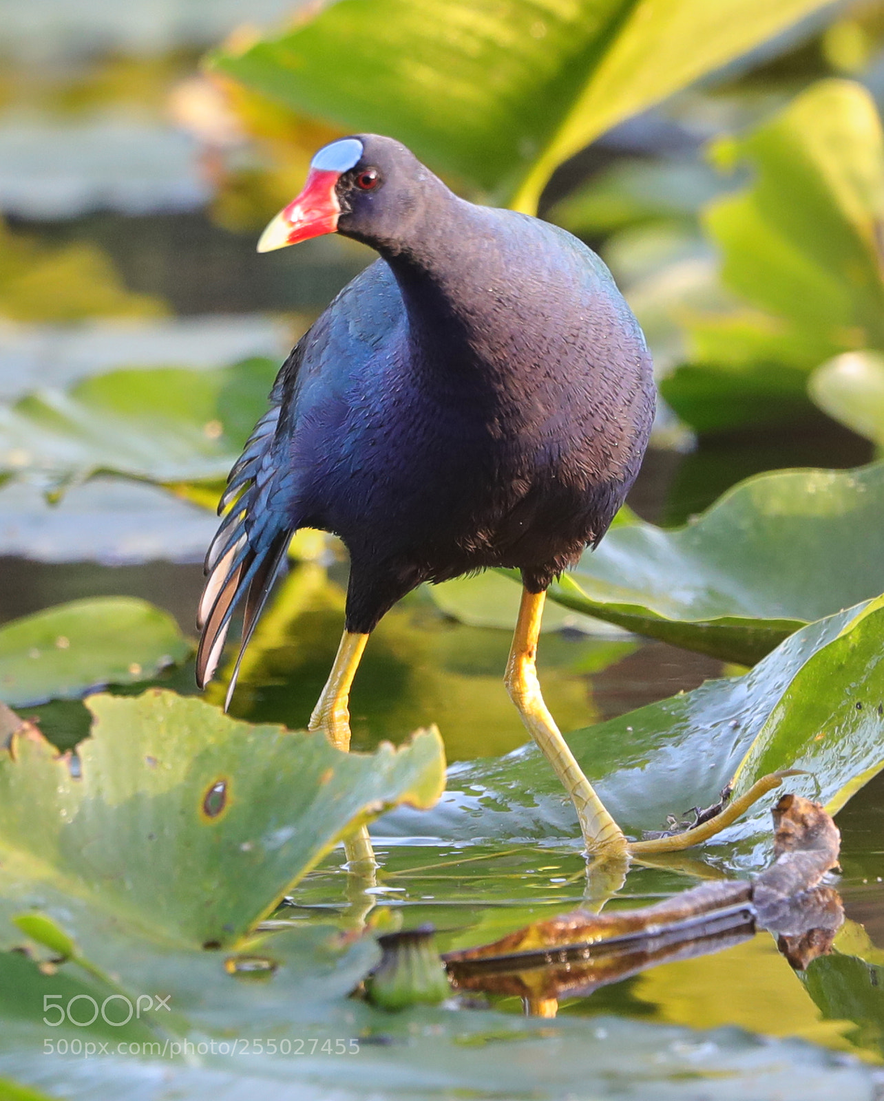 Canon EOS-1D X Mark II sample photo. 04-24-18-0014552.jpg photography