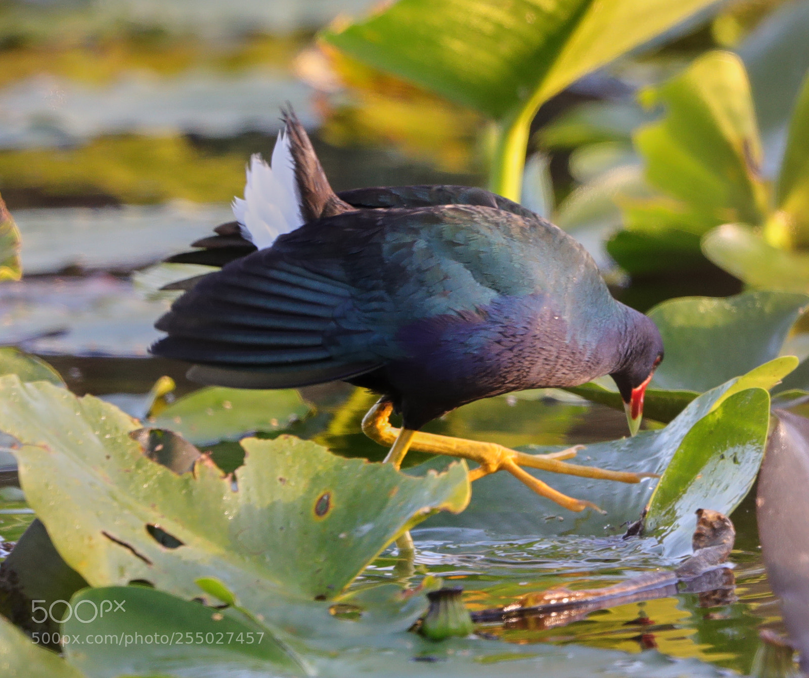 Canon EOS-1D X Mark II sample photo. 04-24-18-0014551.jpg photography