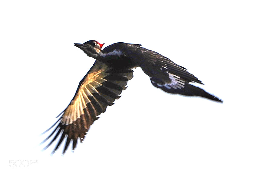 Canon EOS-1D X Mark II sample photo. 04-24-18-0014563.jpg photography