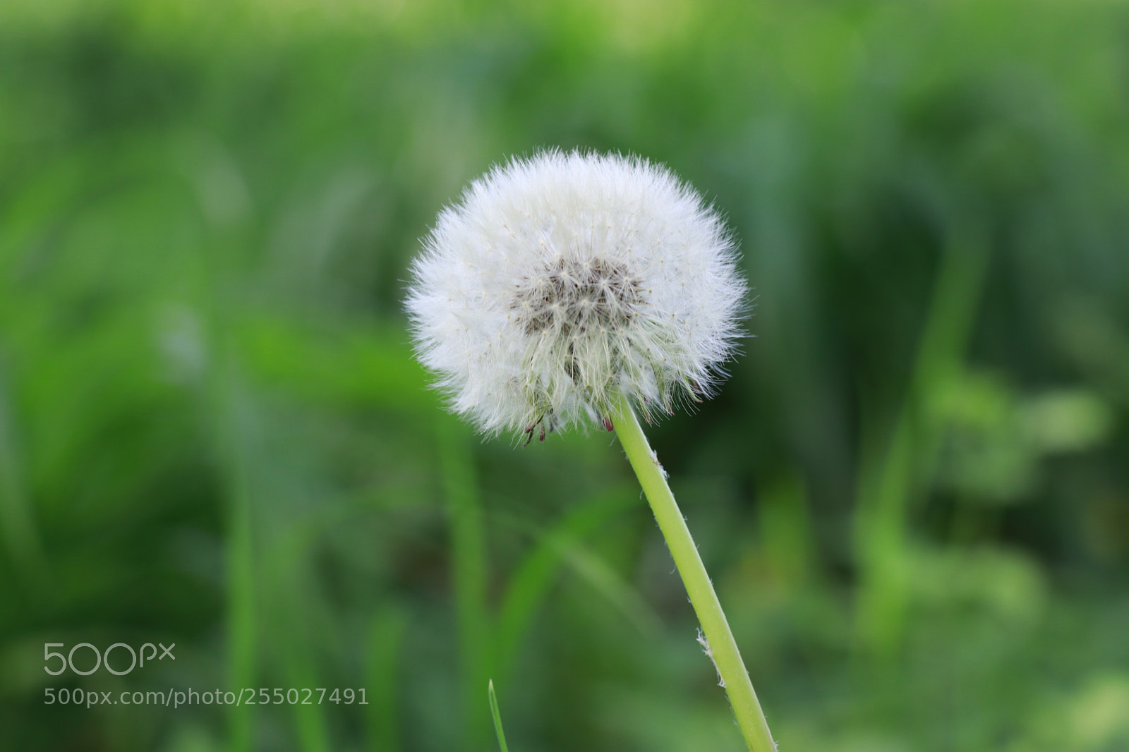 Canon EOS 80D sample photo. Dandelion photography