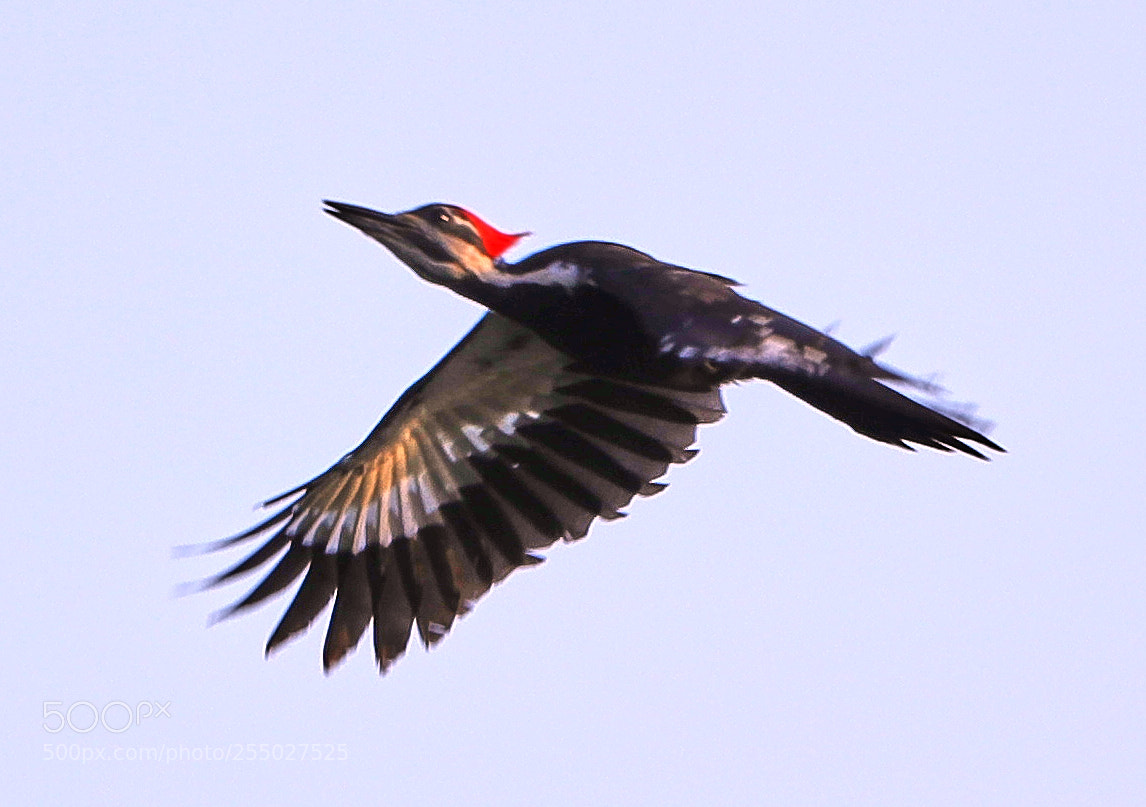 Canon EOS-1D X Mark II sample photo. 04-24-18-0014561.jpg photography