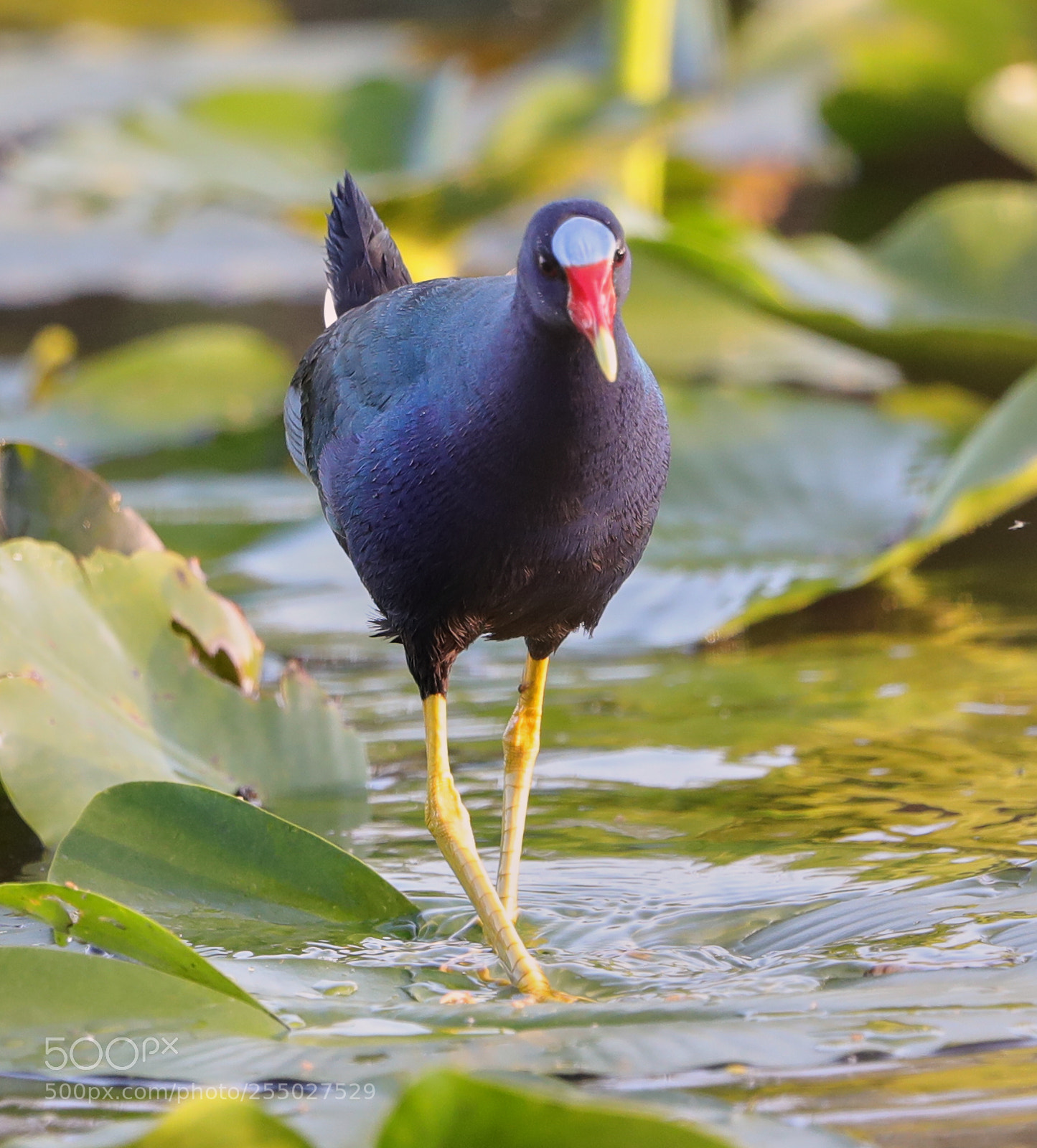 Canon EOS-1D X Mark II sample photo. 04-24-18-0014547.jpg photography