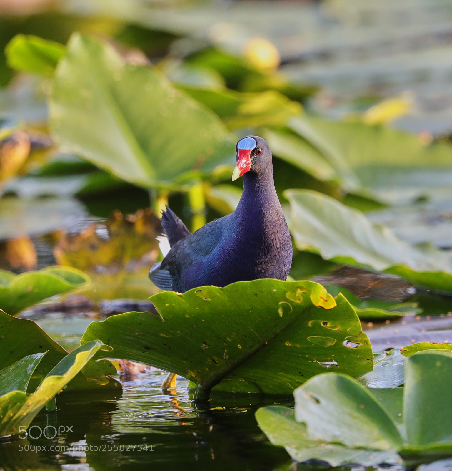 Canon EOS-1D X Mark II sample photo. 04-24-18-0014543.jpg photography