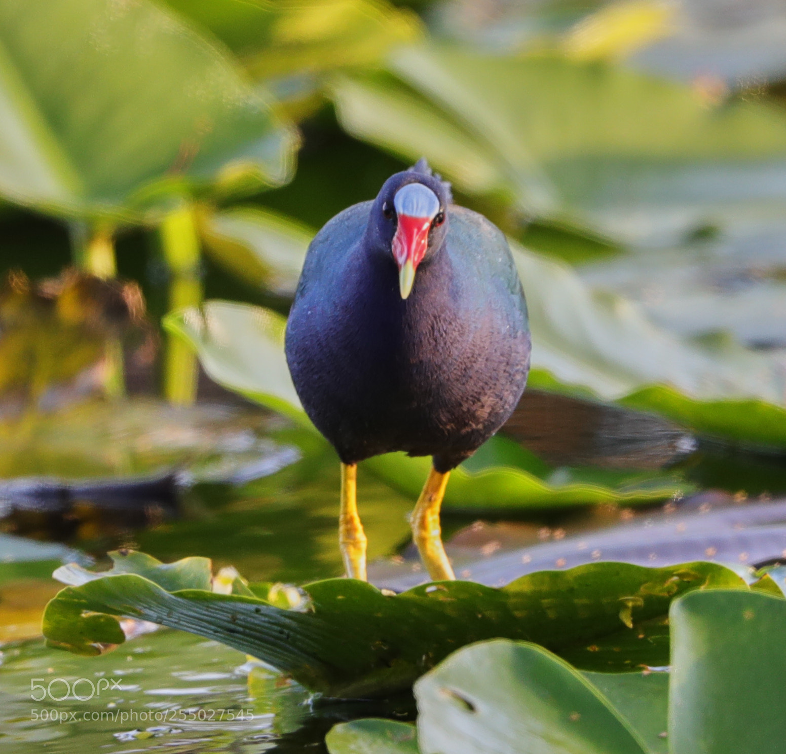 Canon EOS-1D X Mark II sample photo. 04-24-18-0014541.jpg photography