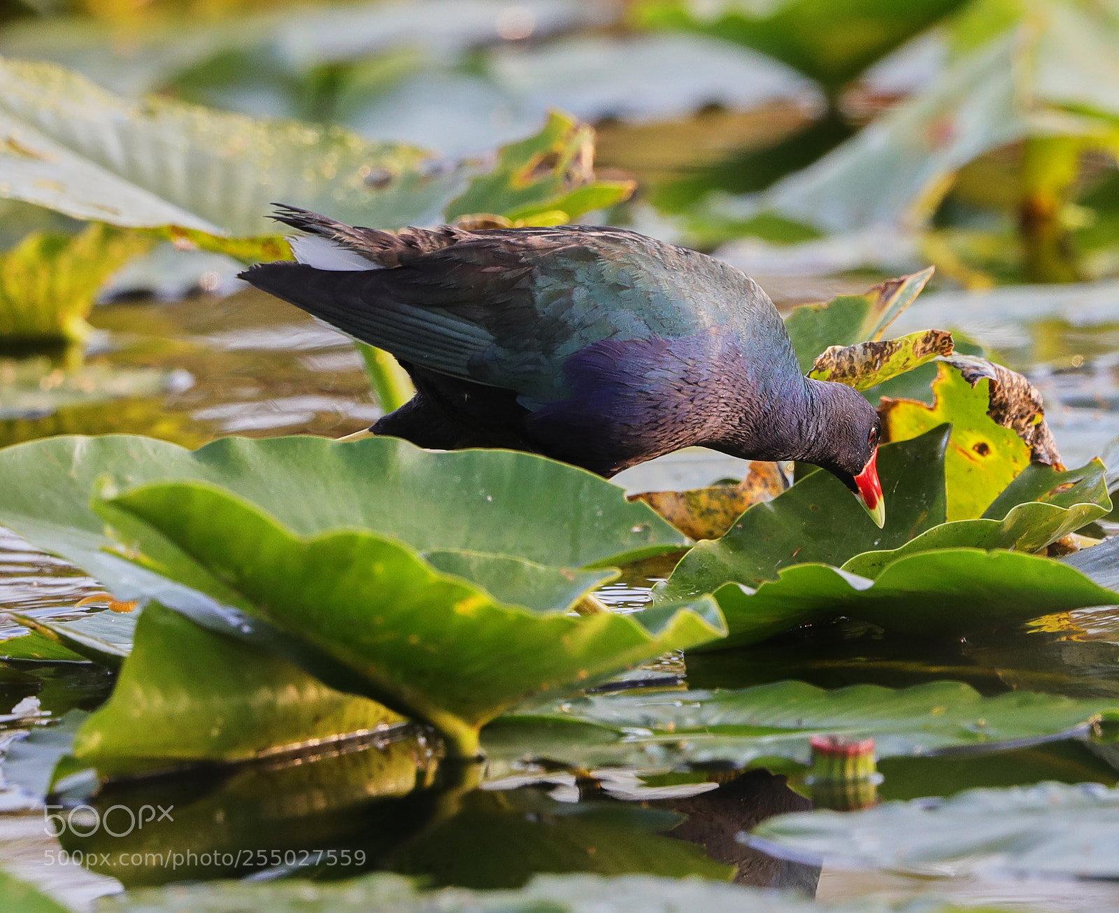 Canon EOS-1D X Mark II sample photo. 04-24-18-0014537.jpg photography