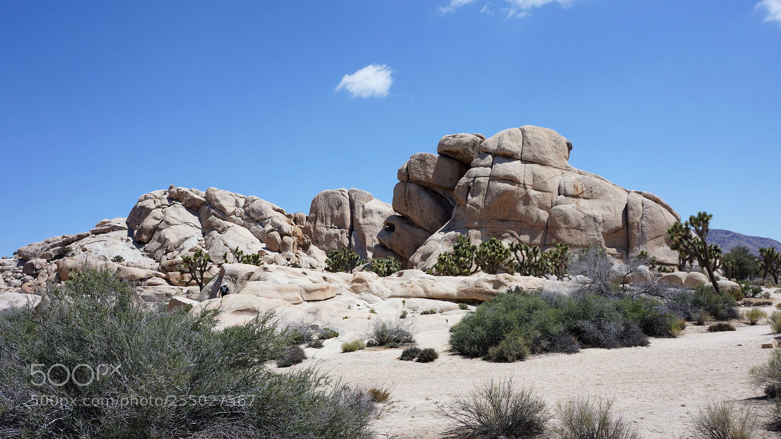Sony Alpha NEX-7 sample photo. Joshua tree national park 2015 photography