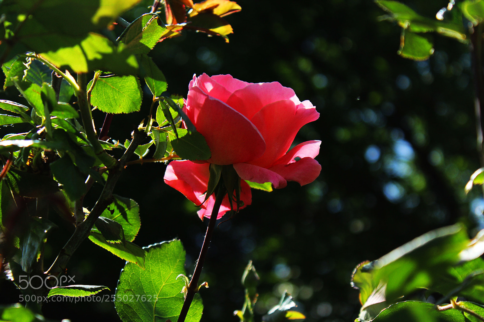 Canon EOS 600D (Rebel EOS T3i / EOS Kiss X5) sample photo. Untitled photography