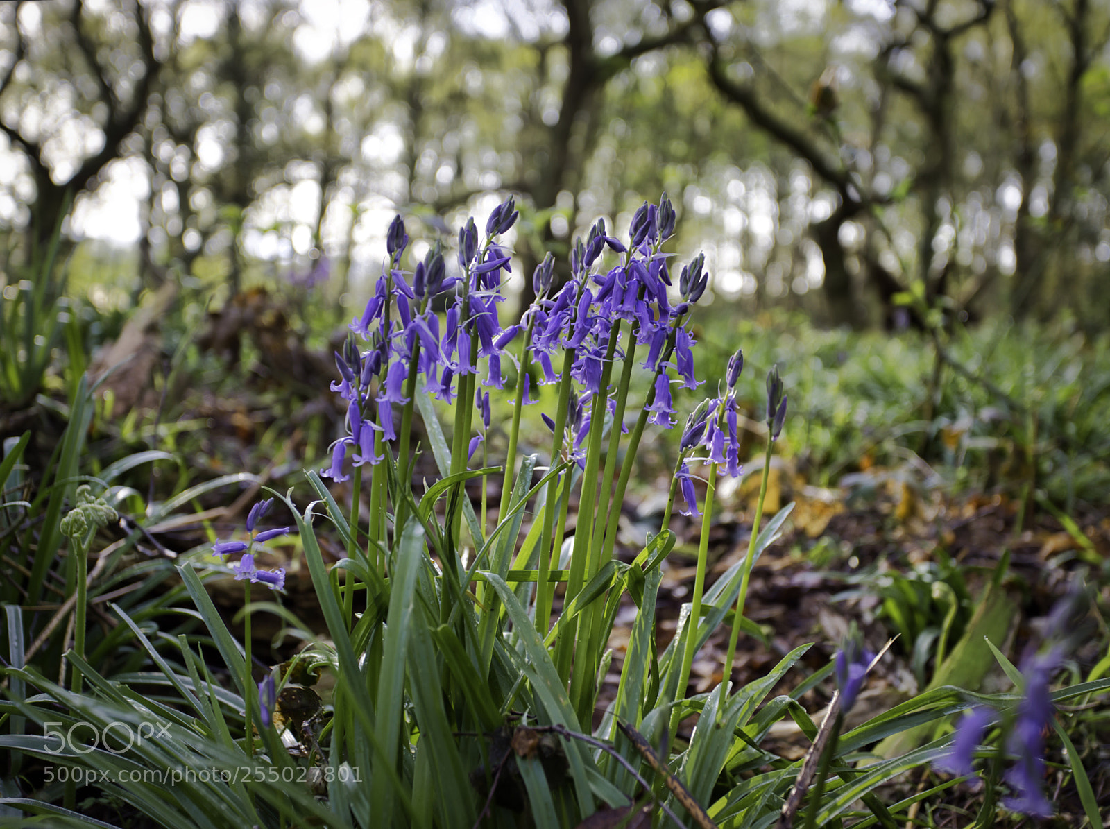 Canon EOS 6D Mark II sample photo. Untitled photography