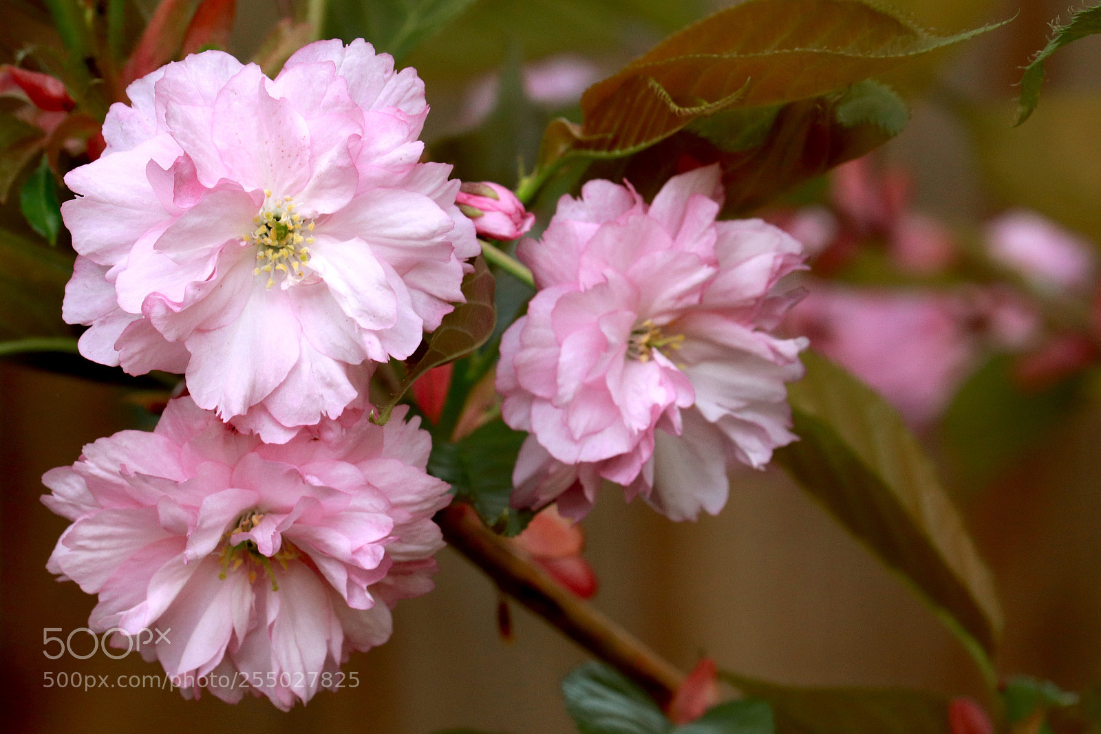 Canon EOS 200D (EOS Rebel SL2 / EOS Kiss X9) sample photo. Blossom photography