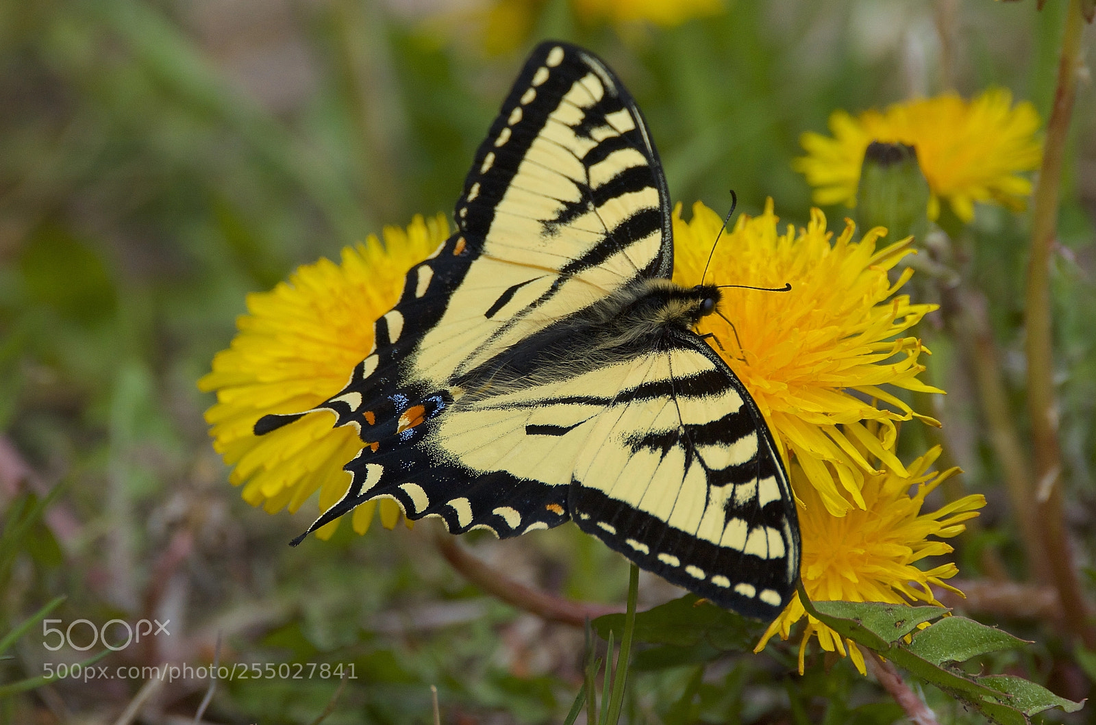 Nikon D7000 sample photo. Western tiger swallowtail photography