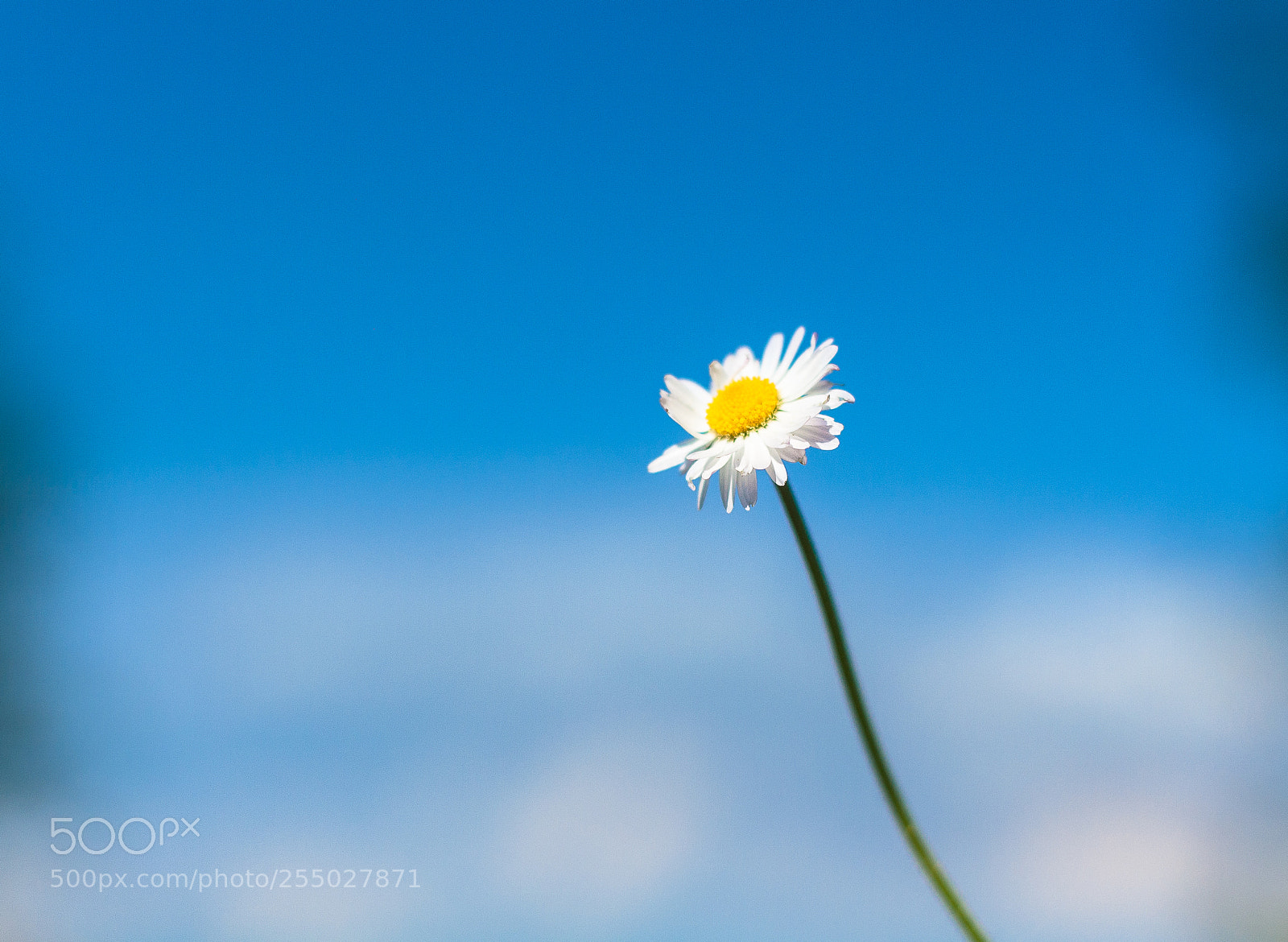 Canon EOS 1000D (EOS Digital Rebel XS / EOS Kiss F) sample photo. Daisy in the wind photography