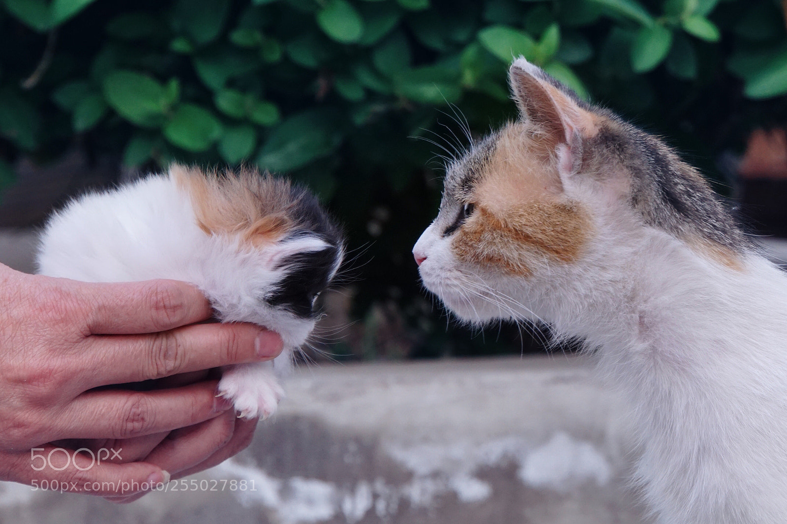 Sony a6000 sample photo. Untitled photography
