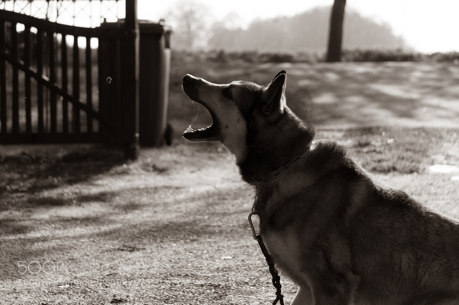 Sony a6000 sample photo. Brother from another mother... photography