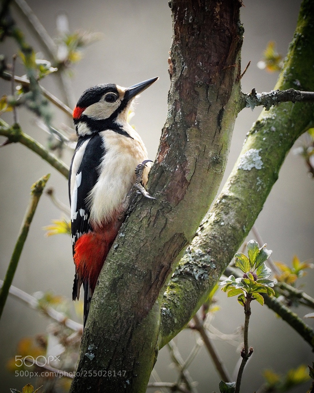 Olympus OM-D E-M1 sample photo. In the trees photography