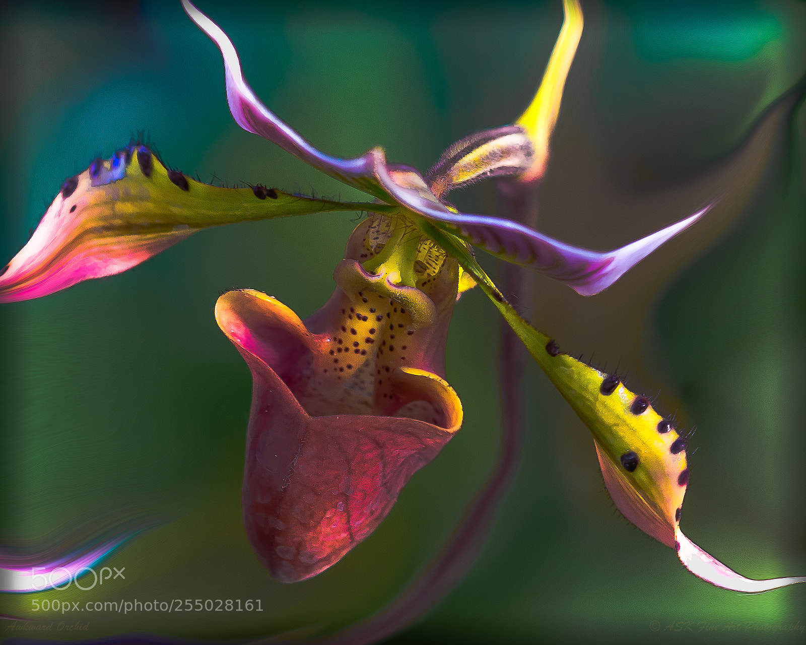 Sony a7 sample photo. Awkward orchid photography