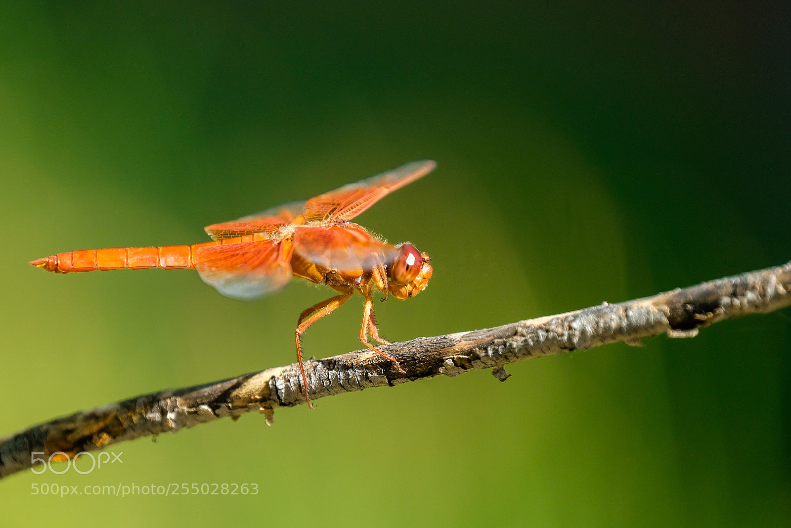 Fujifilm X-T2 sample photo. Flame skimmer dragonfly photography