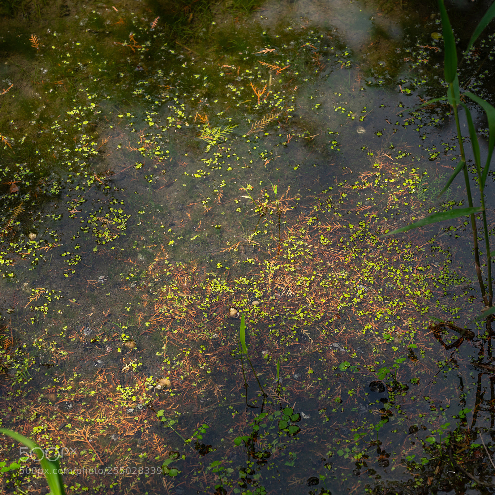 Sony a7R III sample photo. A sleeping pond photography