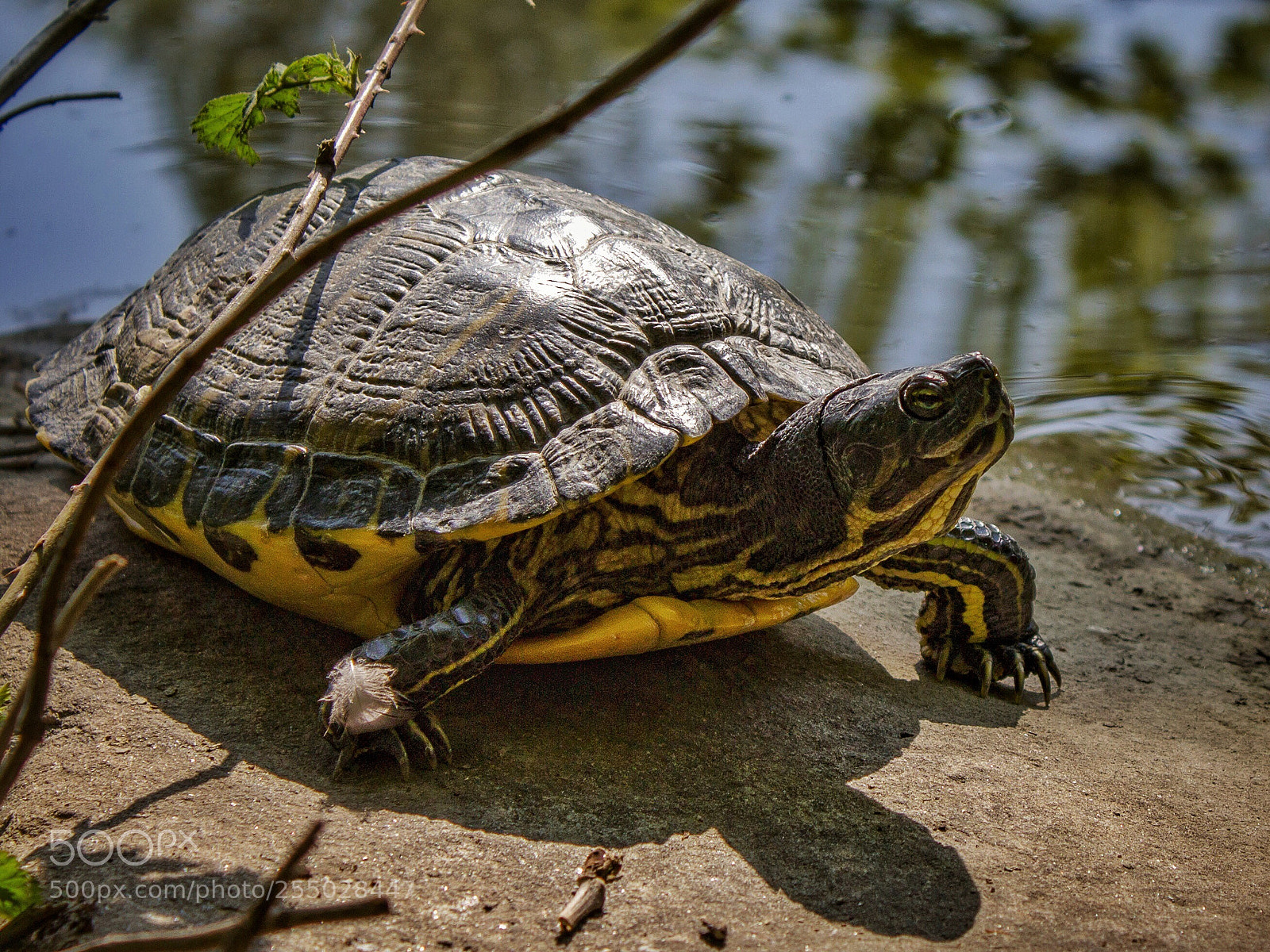 Canon EOS 1200D (EOS Rebel T5 / EOS Kiss X70 / EOS Hi) sample photo. Turtle photography