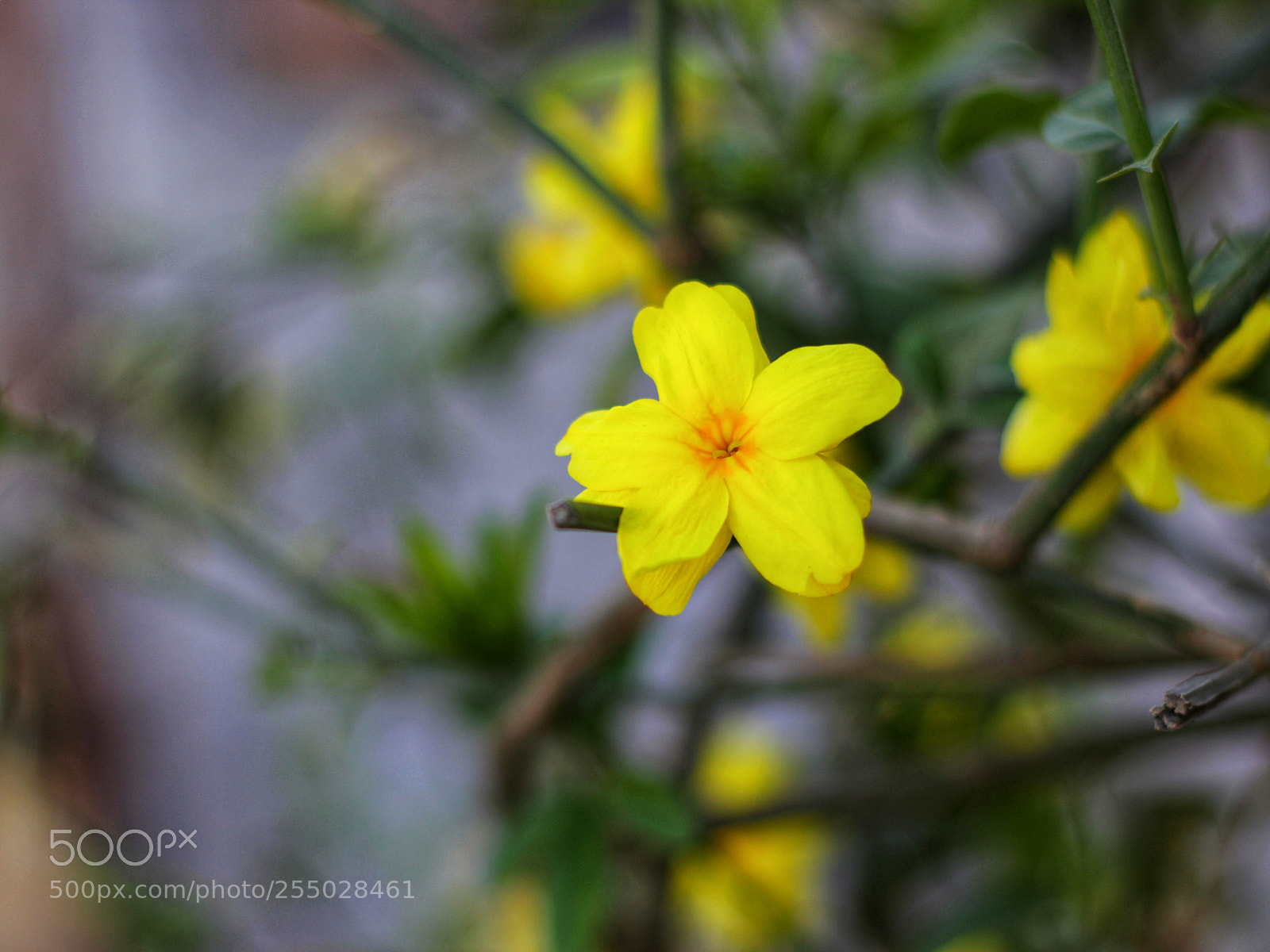 Canon EOS 600D (Rebel EOS T3i / EOS Kiss X5) sample photo. Yellow flower ?☀️ photography