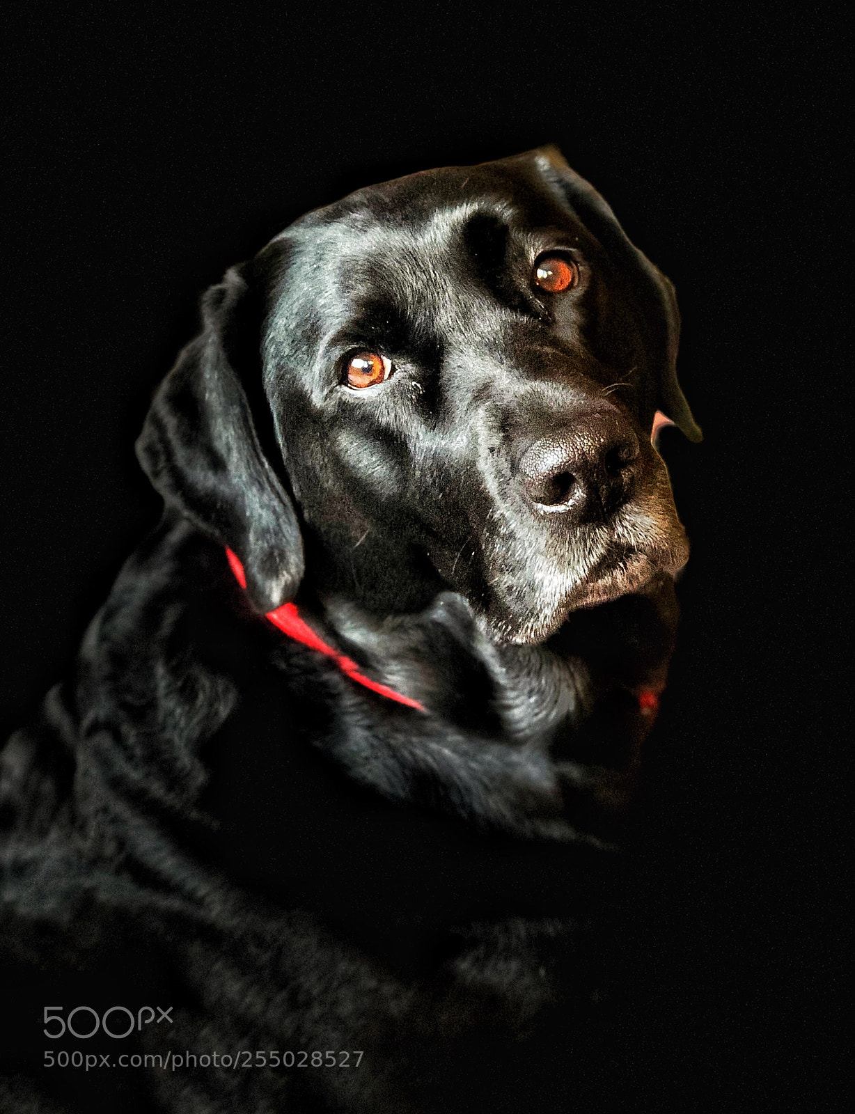 Apple iPhone 8 Plus sample photo. Untitled photography
