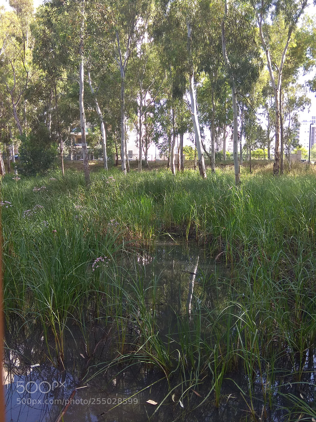Xiaomi Redmi Note 4 sample photo. Untitled photography